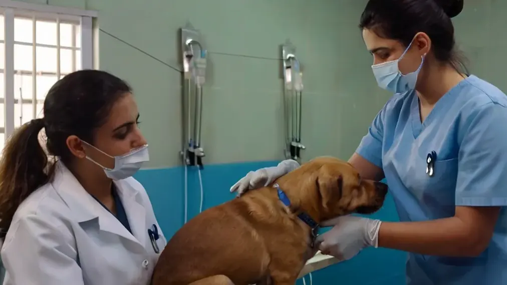 Profissionais cuidando de um cão internado