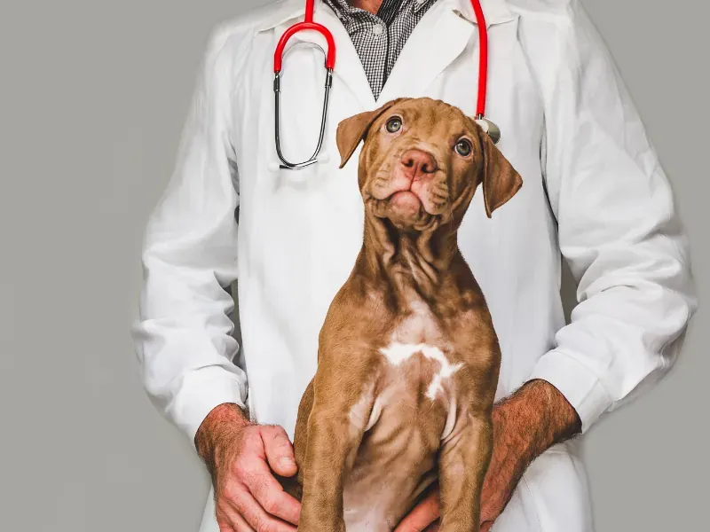 Cão caracterizado com jaleco e estetoscópio